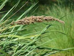 Image result for Eragrostis gangetica