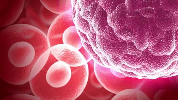 Cancer (Overview) - Types of Cancer - Willis Knighton Health - Top  Hospitals and Doctors in Shreveport - Bossier City and the Ark-La-Tex