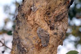 Image result for Philenoptera nelsii