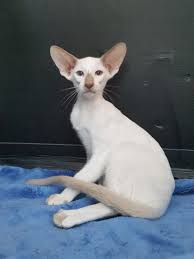 They are demanding of your time and do not do well when left alone for long periods of time. Barradene Siamese Oriental Foreign White