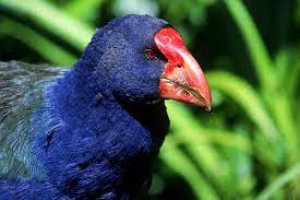 15 Animals Who Survived Extinction And Got Rediscovered Page 11 Of 15 Dailyforest New Zealand Wildlife Pet Birds Interesting Animals