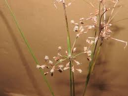 Image result for Fimbristylis scabrida