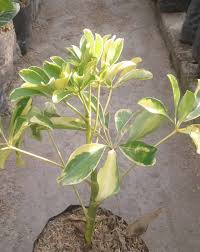 Hal inilah yang membuat tanaman anthurium ini pada masa kejayaannya memiliki harga jual yang sangat tinggi, meskipun saat ini sudah tidak lagi. Jual Tanaman Walisongo 082332224620 Gudang Bibitku