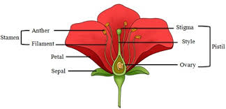 Two types of flowers are found: E Learning E Tutoring School Education Support Online Education Digital Learning Smart Learning