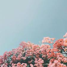 Pretty on the outside, tough also on the outside. Desktop Backgrounds Cottagecore Aesthetic Wallpaper Laptop Novocom Top