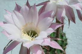 This way of propagation is the easiest way to propagate cacti. How To Care For Queen Of The Night Cactus Purple Flower