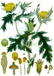 Image result for Papaveraceae