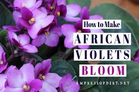 How often do violets bloom? How To Make African Violets Bloom Rebloom