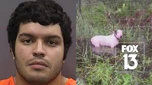 Hurricane Irma ripped a hole in Shell Key, but that's a good thing