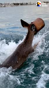 Guy Jumps Into Ice Water To Save Deer With Bucket Stuck On Her Head |  Facebook
