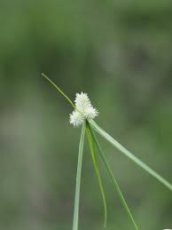 Image result for Kyllinga odorata