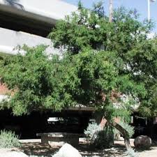 Image result for Acacia afra