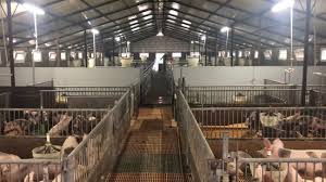 De vanzare porci de 100 110 kg accept schimb cu porumb sau lemne carei 153554 anunturi carei. Ferma De Porci Pietrain Belgian Pur A Familiei Silaghi Lumea Satului