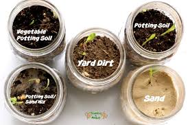 I also did a similar project when i was younger but i used a lima bean an usually you can use a lima bean from a can of them but they must be in water or you. Plant A Seed Jar Seed Germination Experiment For Kids