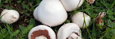 Champignons sind erntereif, wenn die huthaut an der unterseite des hutrandes beginnt einzureißen. Wiesen Champignon Bluhendes Osterreich