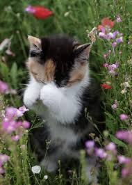 Why Is My Cat Sneezing A Lot What Should I Do Cattime In 2020 Pretty Cats Cute Cats Cute Animals