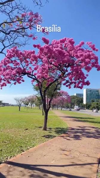 Hoje voei por Brasília para registrar esses lindos ipês floridos em alguns  pontos conhecidos da Capital 📸🌺 Vou publicar nesse formato quadrado  também, pois a última publicação foi pouco entregue pelo Instagram