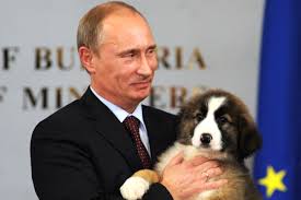 He is actively involved in the conservation of many endangered russian dog breeds. What George W Bush Learned From Vladimir Putin S Dog Vanity Fair