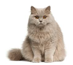 To dream of a breathalyzer test represents the violation of a norm or established regulation, as well as the easiness for something missing or out of order. Cat In Dream Dream Meaning Of Cat Dream Interpretation