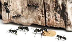 Check spelling or type a new query. How To Find An Ant Nest