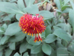 Image result for Kleinia grantii