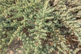 Image result for Suaeda vermiculata