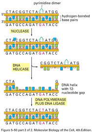 What does dna stand for? What Is True About Dna Replication Quizlet