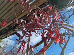 Image result for Kalanchoe manginii