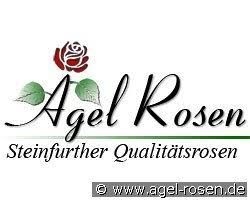 Check spelling or type a new query. General Jacqueminot Kaufen Remontantrose Agel Rosen