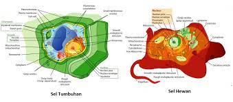 Seperti sel hewan, sel tumbuhan dikelilingi oleh membran plasma dan mengandung nukleus, ribosom, re, badan golgi, mitokondria, peroksisom, mikrofilamen. 16 Perbedaan Sel Hewan Dan Sel Tumbuhan Tabel Dan Fungsi