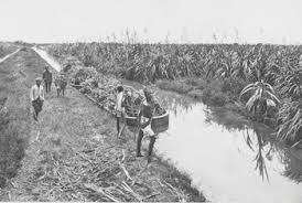 Customs records organized by company. The Nineteenth Century Part I Planting Empire Cultivating Subjects