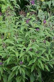 Image result for Vernonia turbinella