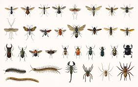 See what insects have in common and learn about indivi. Different Types Of Insects Illustrated By Charles Dessalines D Orbigny 1806 1876 Painting By Celestial Images