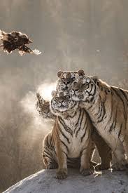 Birresimkaydet Saveanimage Barissenduran Resim Kaydet Save Image Picture Beautiful Nice Guzel Harika Wonderful Kaplanlar Vahsi Hayvanlar Hayvanlar
