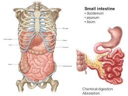 However, some of these symptoms may occur with other abdominal problems, like gallbladder disease, although the bowel itself is unaffected. Oral Cavity Esophagus Stomach Small Intestine Large Intestine Rectum Liver Gallbladder Pancreas Ingestion Digestion Absorption Compaction Defecation Ppt Download