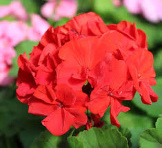 A geranium standard should reach maturity in six months. Geraniums Calloway S Nursery