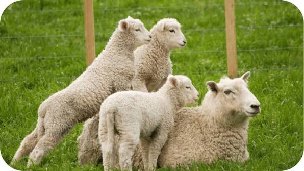 Differences Between Pasture-Raised and Conventional Lamb – Carnivore Society