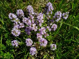 Image result for Tinnea eriocalyx