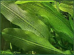 Image result for Aponogeton junceus