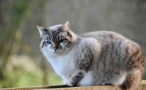 And what to do is that case. How Do I Know If My Cat Is Pregnant The Signs Are Unmistakable World News Business Lifestyle Entertainment Site