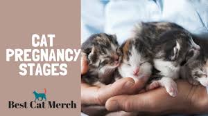You can anticipate the stages of your cat's pregnancy and stay prepared as you get pregnancy symptoms or tests performed. Cat Pregnancy Stages Youtube