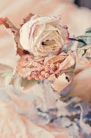 Maybe pastel flowers are so popular because soft colors create feelings relaxation and calmness. Pin By â„ð•–ð•ð•ð•  On Time Forever Shades Of Peach Rose Blue Peach