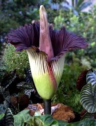 Top 10 Rarest Flowers In The World Strange Flowers Unusual Flowers Smelling Flowers