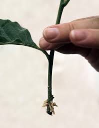 But then again you can grow roots in water! Cutting Plant Wikipedia