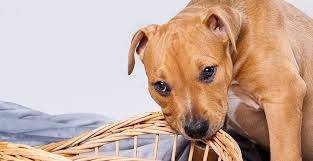 To train your dog not to chew, you need to make them understand two basic ideas: How To Stop A Dog From Chewing On Wood