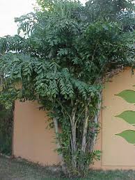 Image result for Caryota