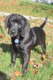 Browse thru thousands labrottie dogs for adoption near in usa area listings on puppyfinder.com to find your perfect match. 72 Dogs Up For Adoption Ideas Dogs Up For Adoption Dogs Adoption