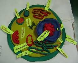 Lesson pdfs generate student link. Cell Model Project Lesson Plan And Rubric For Making Plant And Animal Cell Models Lots Of Edible And Non Edible Ideas Corpo Umano Scienza Esperimento
