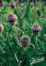 Image result for Dipsacus