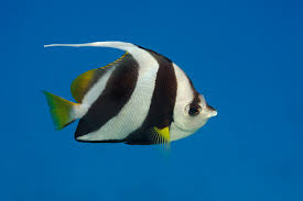 Sometimes referred to as the poor man's moorish idol because of the resemblance to one. Schooling Bannerfish Mike Rowe Photography